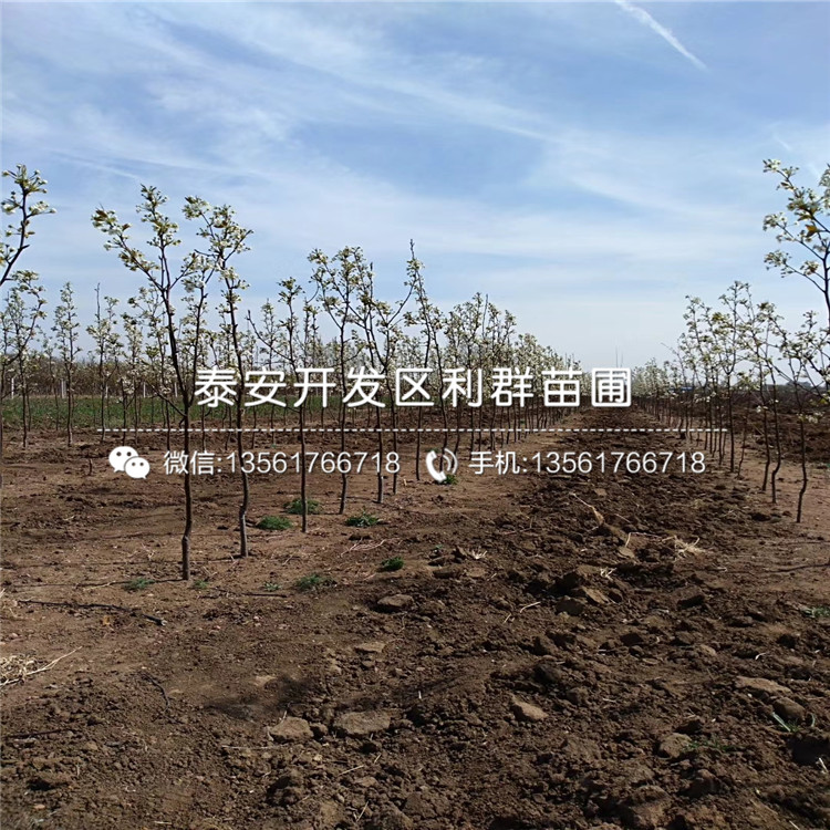 梨苗、梨苗出售基地