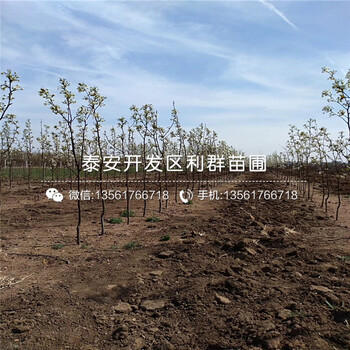 玉露香梨苗、玉露香梨苗出售