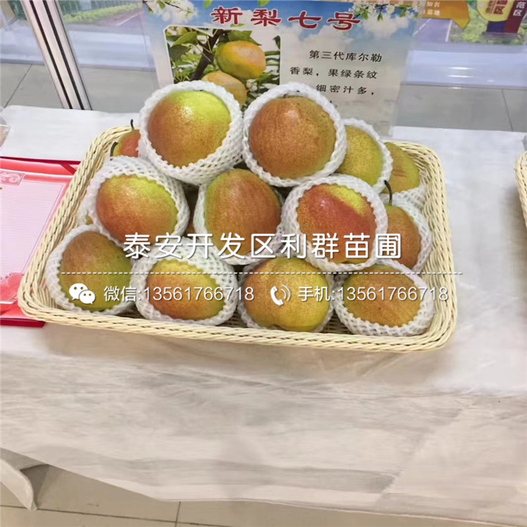 豐水梨樹苗