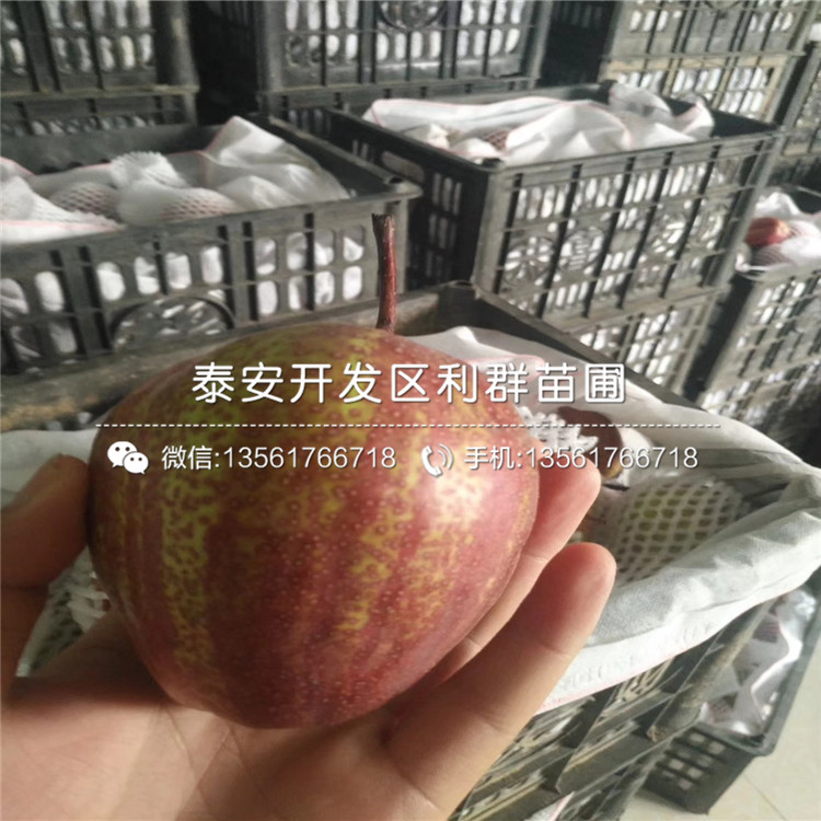 紅考密斯梨樹(shù)苗哪里有賣(mài)、紅考密斯梨樹(shù)苗多少錢(qián)一棵