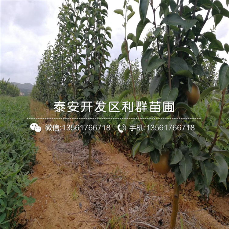 早酥紅梨苗價(jià)格、早酥紅梨苗多少錢(qián)一棵