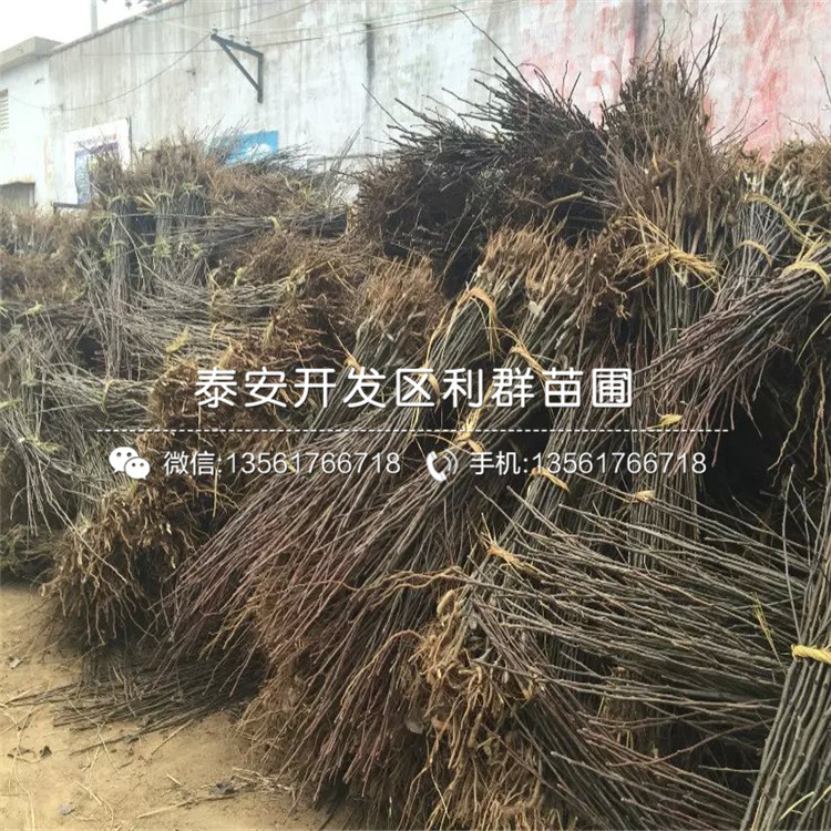 梨苗多少錢一棵、2020年梨苗價格