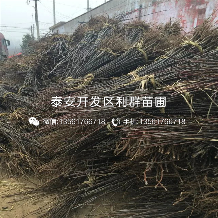 金果梨樹苗、金果梨樹苗多少錢一棵
