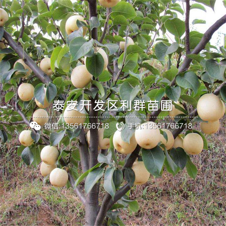 中梨4號(hào)梨樹苗