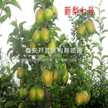碭山酥梨樹(shù)苗哪里便宜、碭山酥梨樹(shù)苗價(jià)格是多少