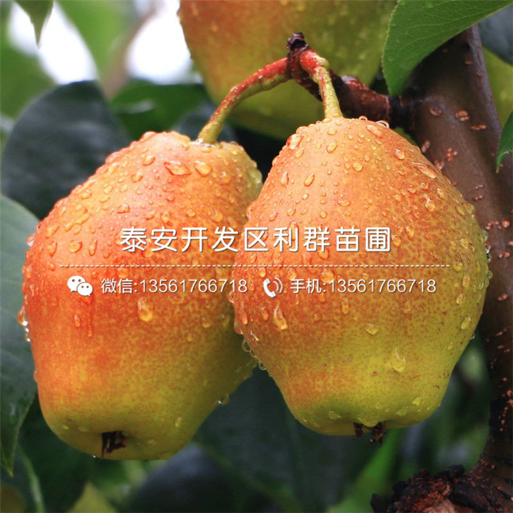 批發(fā)黃冠梨苗、批發(fā)黃冠梨苗多少錢(qián)一棵