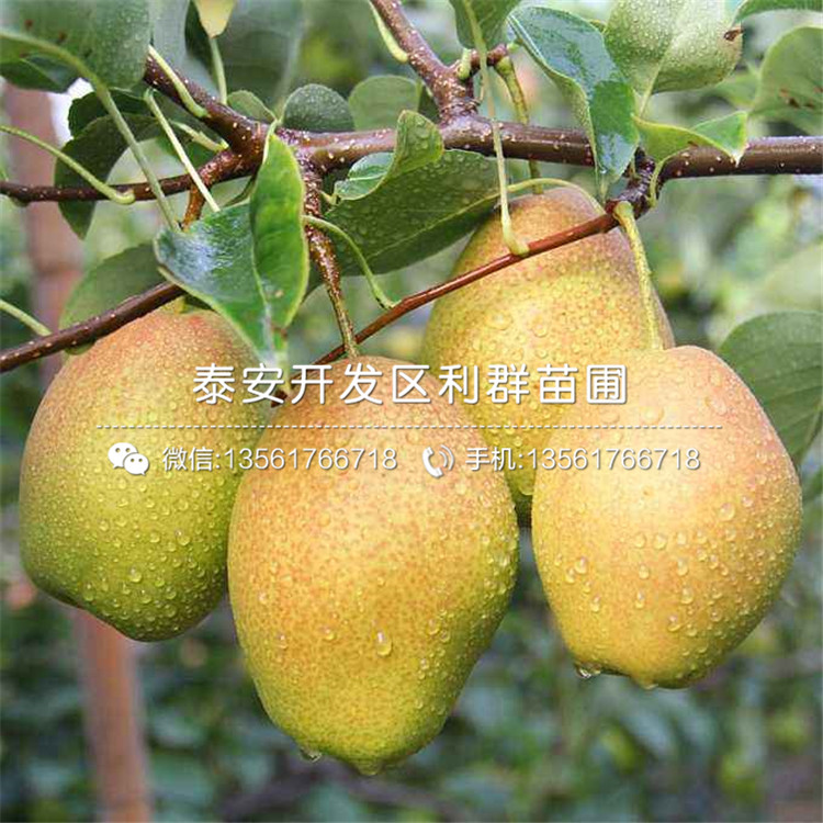 哪里有黑梨苗出售、黑梨苗多少錢一棵