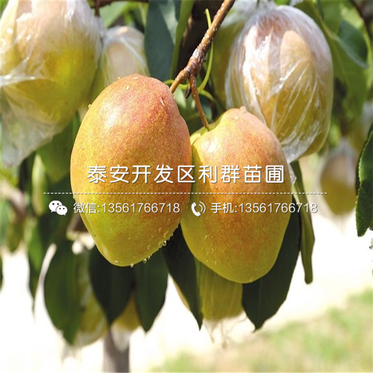 出售紅啤梨樹苗、出售紅啤梨樹苗多少錢一棵