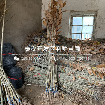 油栗苗品種介紹、油栗苗多少錢一棵