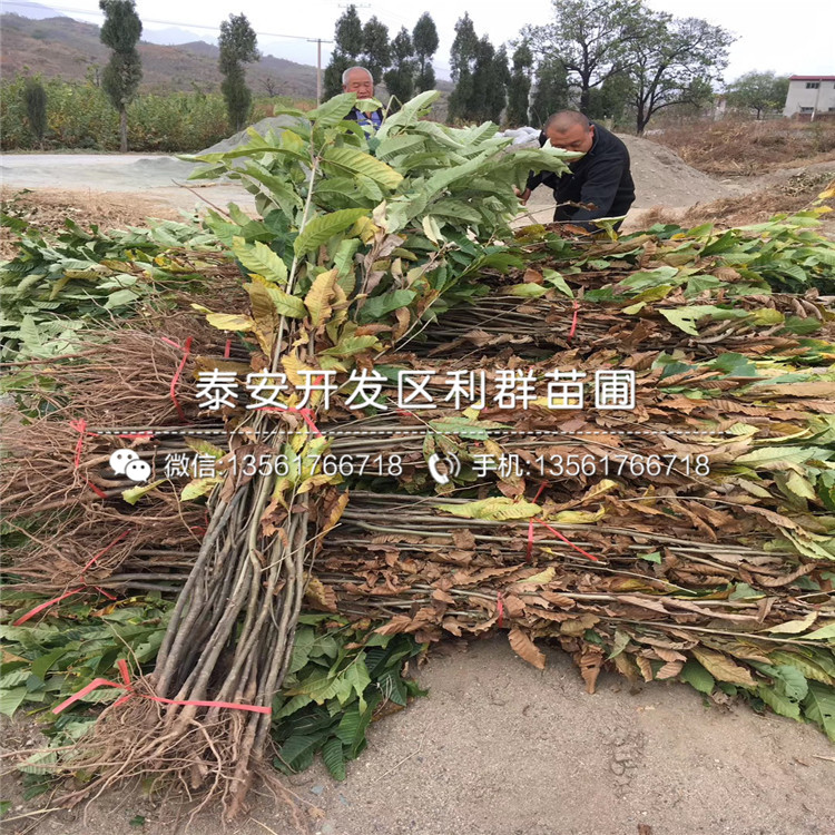 出售2公分板栗樹苗、2公分板栗樹苗價(jià)格