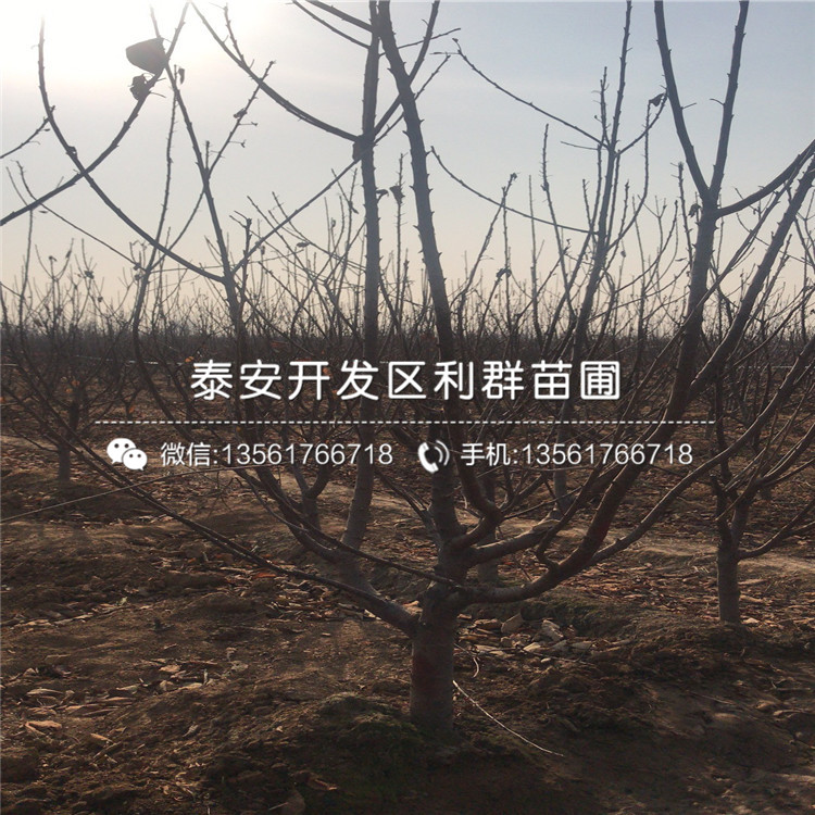 批發(fā)車?yán)遄訕涿纭④嚴(yán)遄訕涿鐑r(jià)格及基地