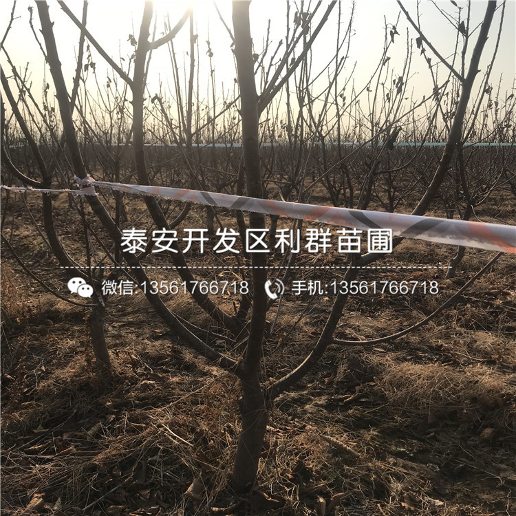 批發(fā)車?yán)遄訕涿?、車?yán)遄訕涿鐑r(jià)格及基地