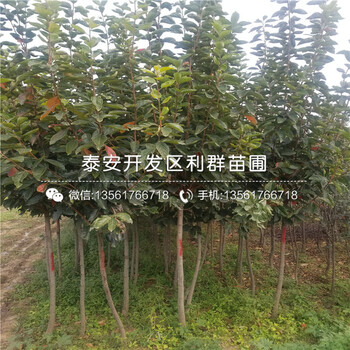 山東大秋柿子樹苗、山東大秋柿子樹苗價(jià)格及報(bào)價(jià)