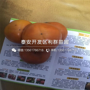 山東2020年柿子樹(shù)苗、山東2020年柿子樹(shù)苗基地