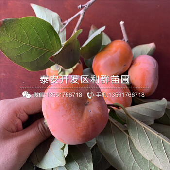 2020年2020年柿子苗、2020年2020年柿子苗價(jià)格
