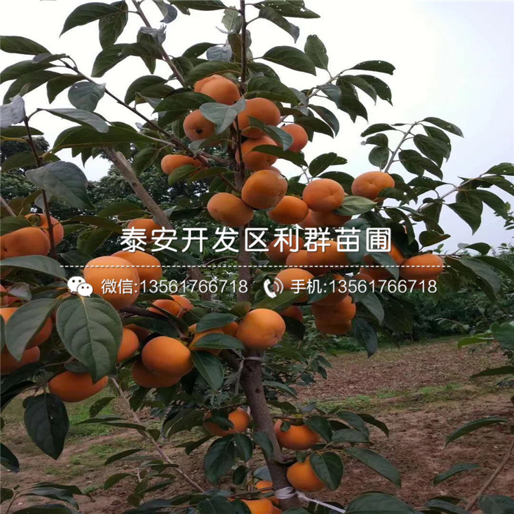 太秋甜柿樹(shù)苗批發(fā)價(jià)格、太秋甜柿樹(shù)苗批發(fā)基地
