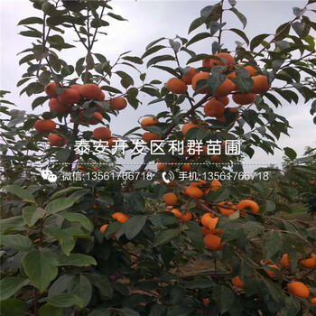 甜脆柿子樹苗出售、甜脆柿子樹苗基地