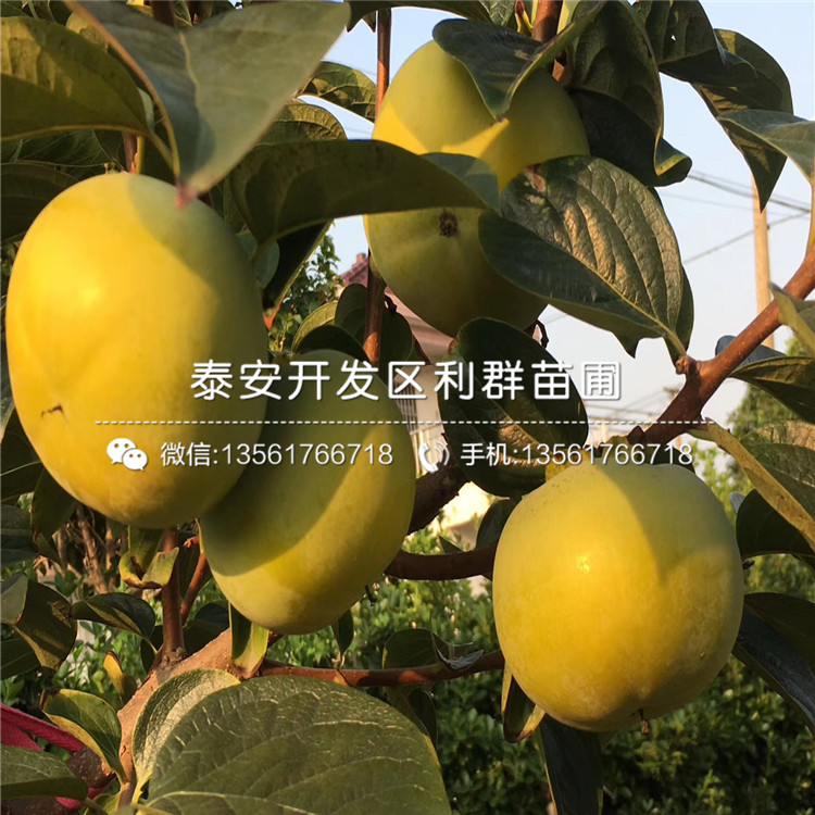 山东日本甜脆柿子苗、日本甜脆柿子苗价格