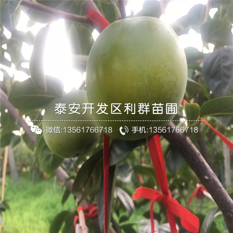 山東脆柿子苗、山東脆柿子苗報(bào)價(jià)