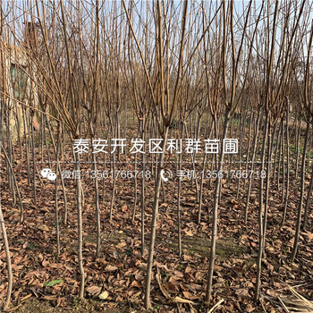 出售脆柿子苗、出售脆柿子苗價格