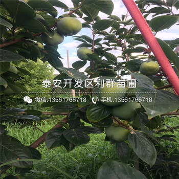 1公分柿子樹苗、1公分柿子樹苗報(bào)價(jià)及價(jià)格