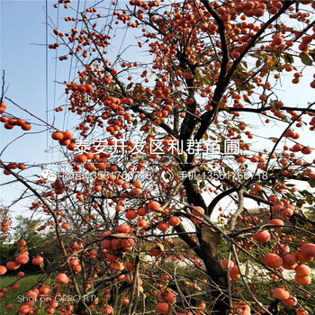 富有甜柿子苗價(jià)格、富有甜柿子苗基地及報(bào)價(jià)