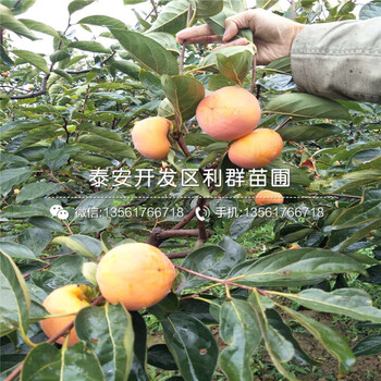 山東大秋甜柿子苗、大秋甜柿子苗批發(fā)