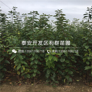 3公分火晶柿子樹苗、3公分火晶柿子樹苗價格