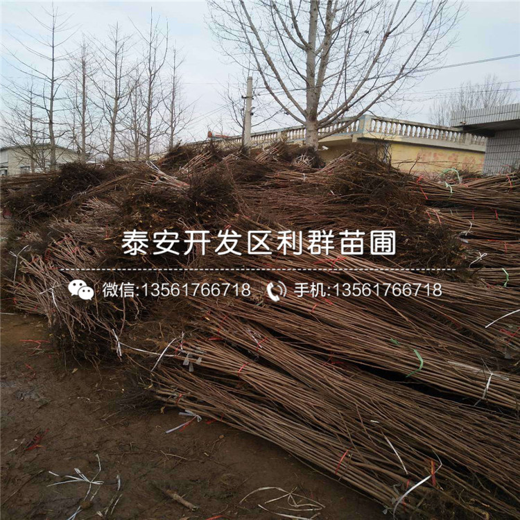 陽豐柿樹苗、陽豐柿樹苗批發(fā)價(jià)格