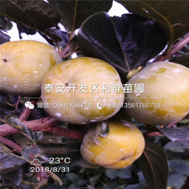 山东日本甜脆柿子苗、日本甜脆柿子苗价格