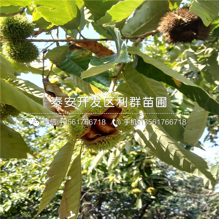 出售燕紅板栗苗、出售燕紅板栗苗價格及基地
