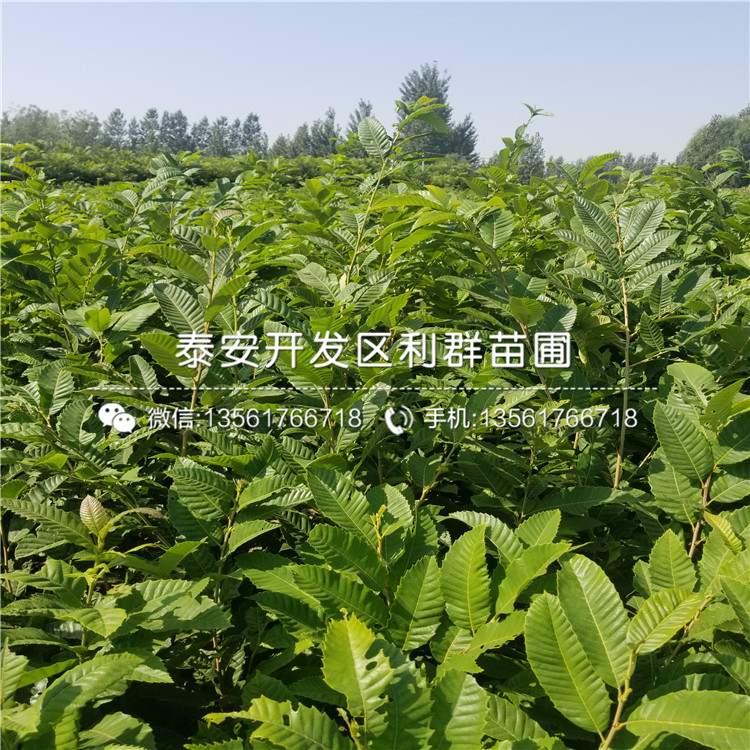 山東油栗子苗、山東油栗子苗價(jià)格及基地