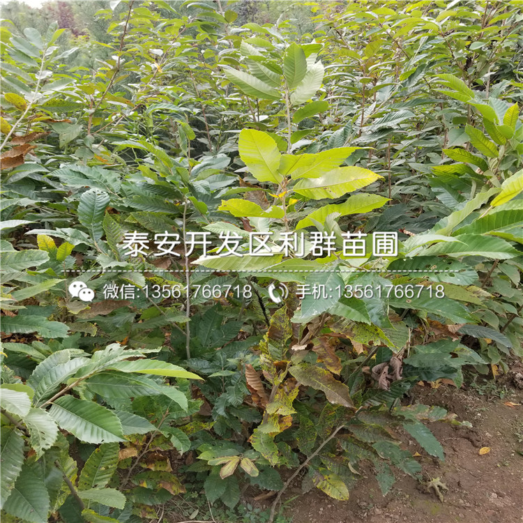 出售3公分板栗苗、出售3公分板栗苗價格及報價