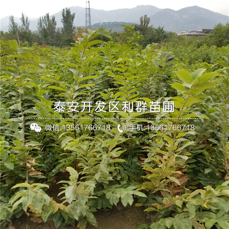 黃棚板栗苗、黃棚板栗苗基地及報價