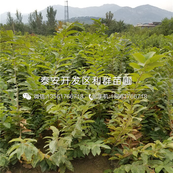 2020年板栗苗價格、2020年2020年板栗苗價格