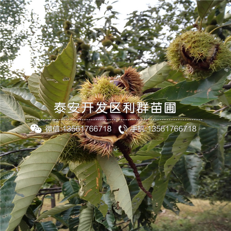 九家種板栗樹苗報價、九家種板栗樹苗價格及報價