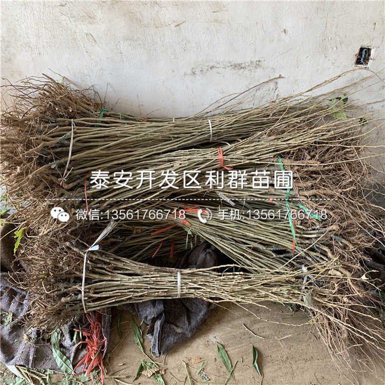 山東泰栗一號(hào)板栗苗、山東泰栗一號(hào)板栗苗出售