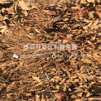 出售1公分板栗苗、1公分板栗苗價(jià)格及報(bào)價(jià)