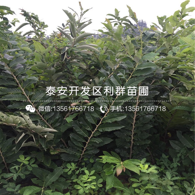 遷西板栗苗、遷西板栗苗批發(fā)