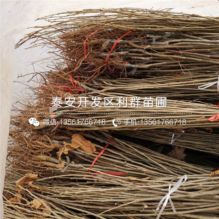 油栗樹苗價(jià)格、油栗樹苗價(jià)格及報(bào)價(jià)