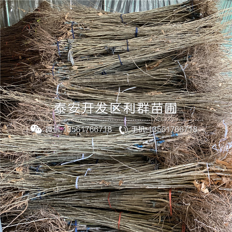 新品種薄殼板栗苗、新品種薄殼板栗苗價格