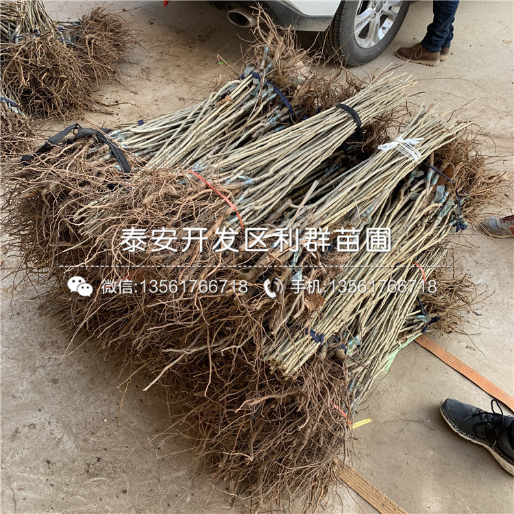 新品種薄殼板栗苗、新品種薄殼板栗苗價格