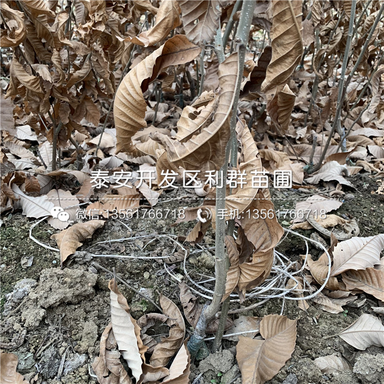 山東農(nóng)大一號板栗苗