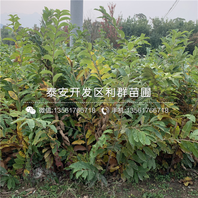 山東2020年板栗苗、山東2020年板栗苗基地及報(bào)價(jià)