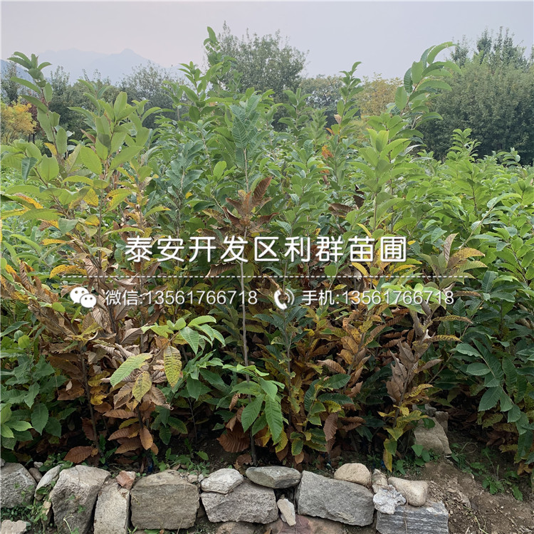 遷西板栗苗價(jià)格、遷西板栗苗批發(fā)