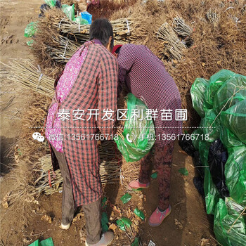 遷西板栗苗、遷西板栗苗基地