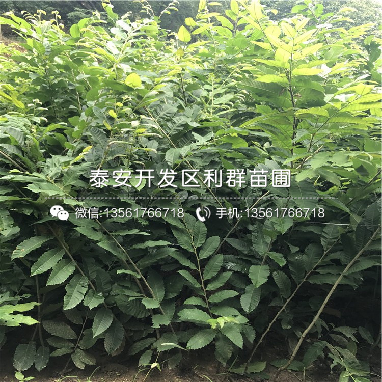 薄殼板栗苗品種介紹、薄殼板栗苗價(jià)格及報(bào)價(jià)