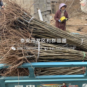 出售燕紅板栗苗、出售燕紅板栗苗基地