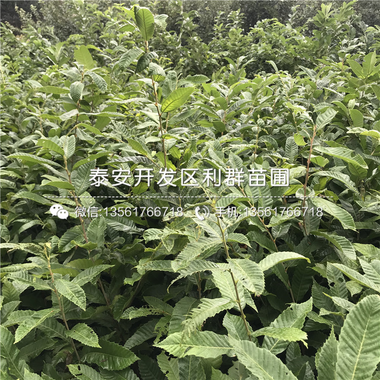 泰山板栗樹苗出售、泰山板栗樹苗價(jià)格及報(bào)價(jià)