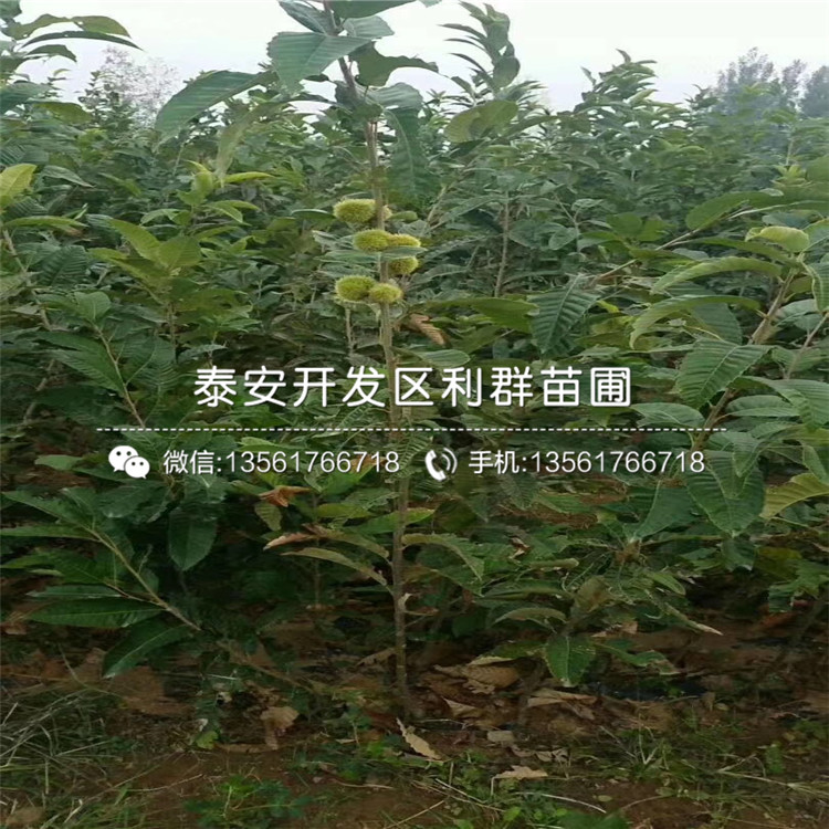 批發(fā)板栗樹苗批發(fā)、批發(fā)板栗樹苗價格及基地